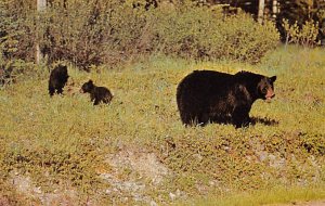 Mother Black Bear and Cubs Bear Unused 