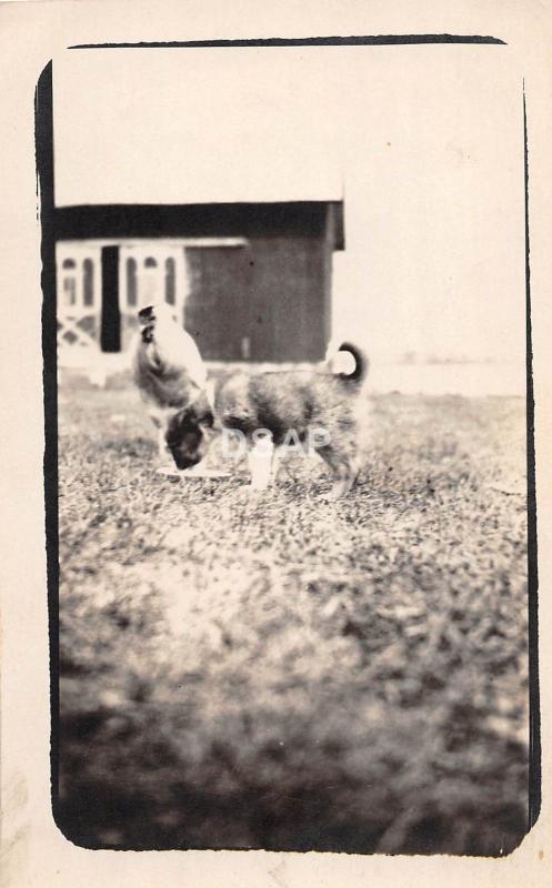 A74/ Tipton Michigan Mi Real Photo RPPC Postcard c1915 Evans Lake Barn Dog 2 