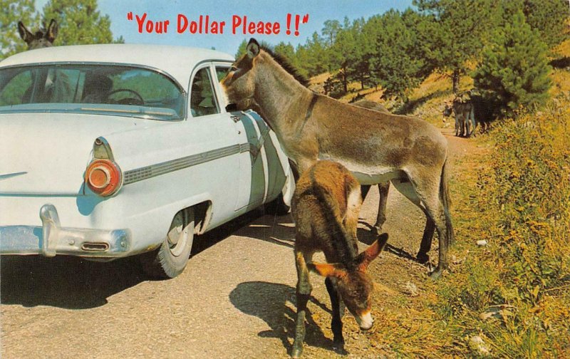 Your Dollar Please!! Custer State Park, SD Donkeys c1950s Vintage Postcard