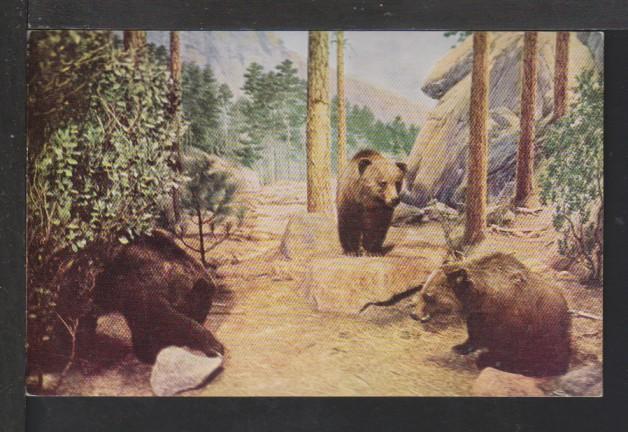 Grizzly Bears Postcard 