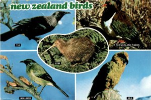 New Zealand, Tui, Bellbird, Kiwi, New Zealand Pigeon, Kea Postcard