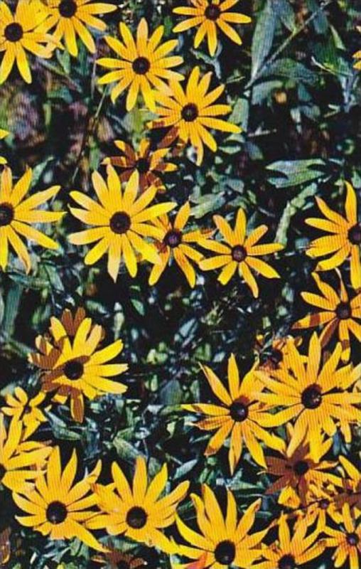 Maryland Black Eyed Susan Rudbeckia Hirta