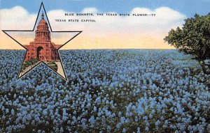 Bluebonnets The Texas State Flower  - State Flower Of Texas, Texas TX  