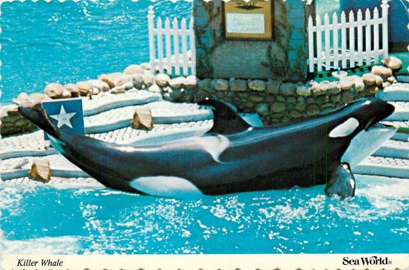 Shamu Killer Whale at Sea World Postcard