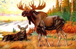 Moose Painted By W J Wilwerding