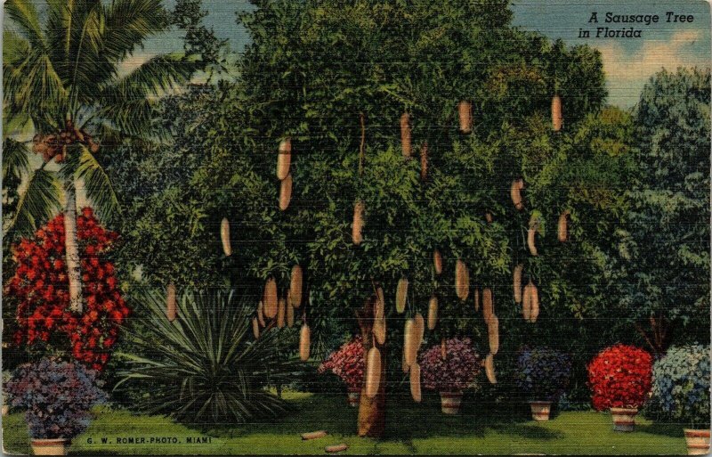 Sausage Tree Florida Vintage Linen Postcard Africa Native Saint Augustine Cancel 