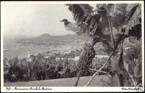 portugal MADEIRA Funchal, Bananeiras, Panorama 50s RPPC