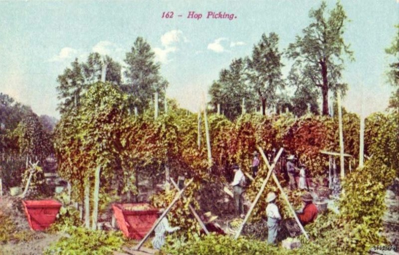 162- HOP PICKING SOUVENIR PUBL. CO. WORKERS IN FIELD