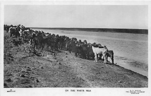 US5412 on the withe nile goat types  real photo sudan africa