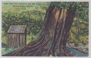 1600 yr old Arbor Vitae @ Natural Bridge VA unused c1930's