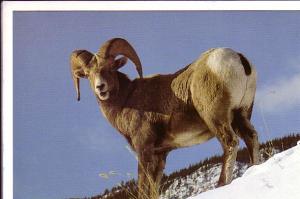 Bighorn Sheep