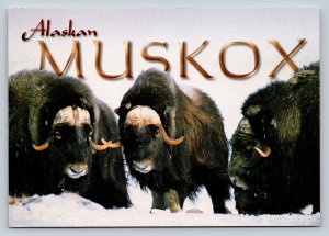 Alaskan Muskox on Nunivak Island in Alaska 4x6 Postcard 1743