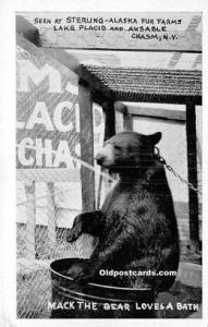 Bear Real Photo, Sterling Alaska Fur Farms, Lake Placid and Ausable Chasm, NY...