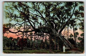 Daytona Florida Postcard The Big Tree House 1910 Spanish Moss Covered Vintage