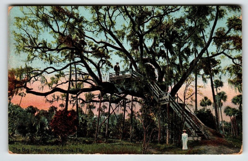 Daytona Florida Postcard The Big Tree House 1910 Spanish Moss Covered Vintage