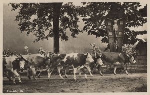 Alm Abtrieb German Cattle Parade Decorative Horns Old Postcard