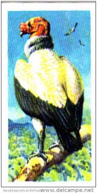 Brooke Bond Trade Card Tropical Birds No 30 King Condor