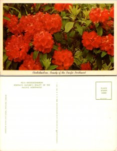 Rhododendron, Beauty of the Pacific Northwest (12028)