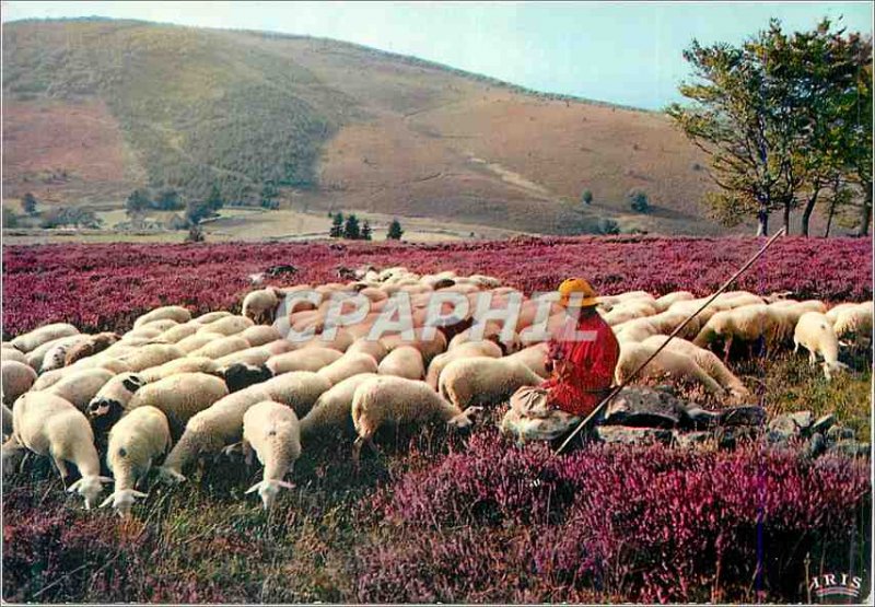 Postcard Modern Limousin The Picturesque Monedieres Sheep Breeding