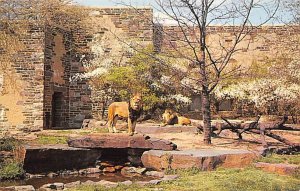 Lions, Zoological Garden Philadelphia, Pennsylvania PA  