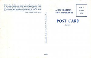 The Orchid Tree Postcard