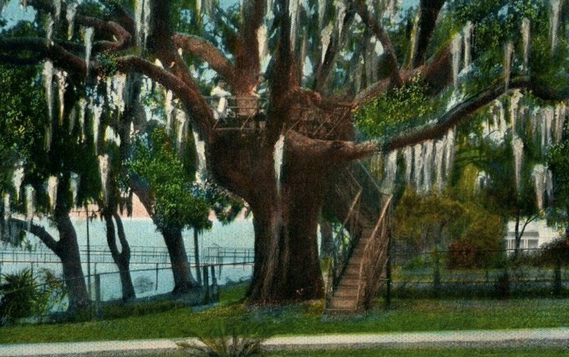 C.1910 Giant Old Live Oak Tree House Biloxi Mississippi Vintage Postcard P94 