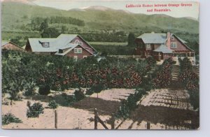 California Homes Between Orange Groves And Mountains, Antique Postcard