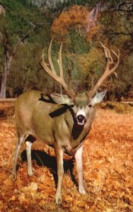 Vintage Postcard Mule Deer Yosemite National Park California CA Mirro-Chrome