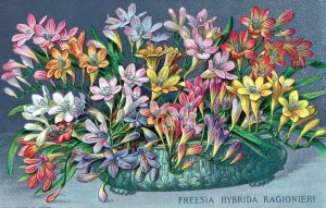 Trade Card Hybrid Freesia Ragionieri Royal International Horticultural Exhibit