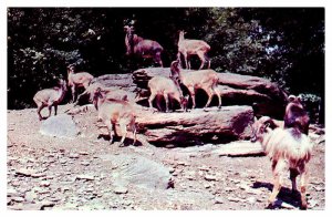 Postcard ANIMAL SCENE Catskill New York NY AS1179