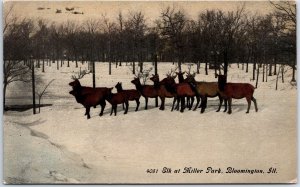 VINTAGE POSTCARD ELK HERD AT MILLER PARK (ZOO) BLOOMINGTON ILLINOIS MAILED 1910