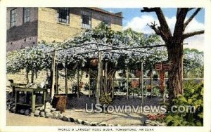 World's Largest Rose Bush - Tombstone, Arizona AZ