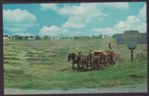 Amish Pick Up Baler,Pennsylvania Dutch Country Postcard