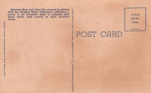 Vintage Postcard 1930's Hundreds Royal Poinciana Trees Flowers Miami Florida FL