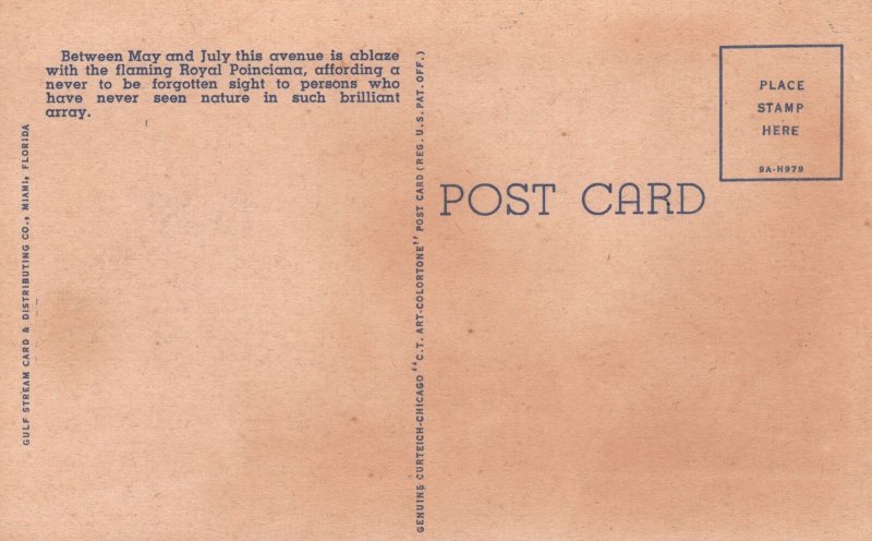 Vintage Postcard 1930's Hundreds Royal Poinciana Trees Flowers Miami Florida FL