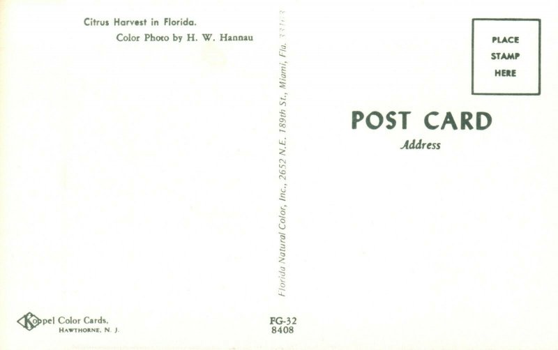 Vintage Postcard Citrus Harvest in Florida FL Photo H.W. Hannau Natural Color