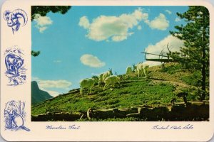 Mountain Goat Rocky Mountains Canada British Photo Labs Continental Postcard C10