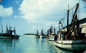 USA Shrimp Fleet and Docks Key West Florida Chrome Postcard 08.67
