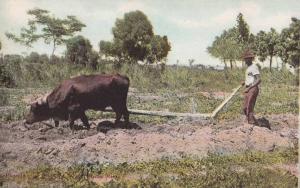 LP78     Puerto Rico, P.R., Antilles, postcard, Oxen, 