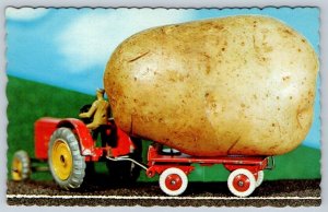 They Sure Grow Them Big Here, Toy Tractor, Vintage Potato Exaggeration Postcard