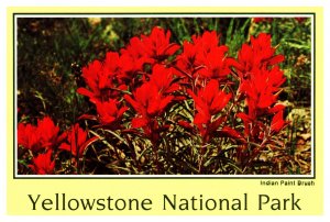 Postcard Yellowstone -  Indian Paint Brush