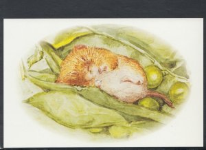 Children Postcard - The World of Peter Rabbit Story - Timmy Willie Asleep RR7467