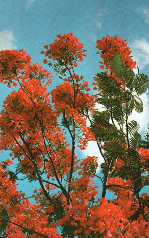 Vintage Postcard Blossoms Royal Poinciana Spectacular Flowering Tree Hawaii HI