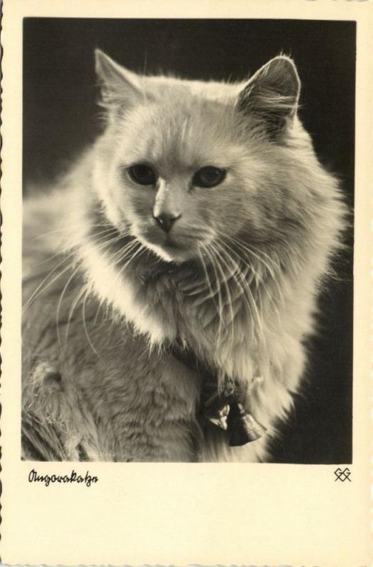 Cat Postcard (1930s) RPPC (2)