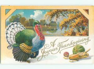 Divided-Back THANKSGIVING SCENE Great Postcard AA0541