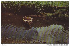 The Water Buffalo Or Carabao, Guam, 1940-1960s