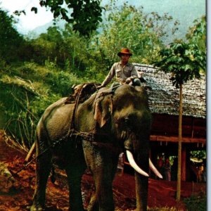 c1950s Chieng-Dao, Thailand Elephant Lumber Jack Epic Chrome Photo Postcard A66