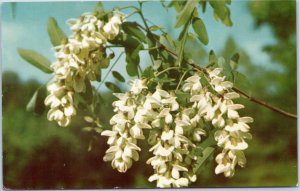 postcard Black Locust tree blossom at Mary Gray Bird Sanctuary