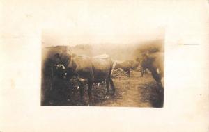 La Moille Illinois Cow Pasture Real Photo Antique Postcard K93552