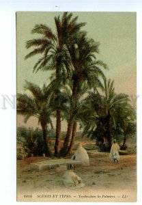 499128 North Africa SCENES AND TYPES Graves among palm trees Vintage postcard